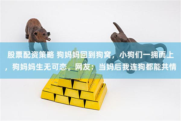 股票配资策略 狗妈妈回到狗窝,小狗们一拥而上,狗妈妈生无可恋。网友:当妈后我连狗都能共情