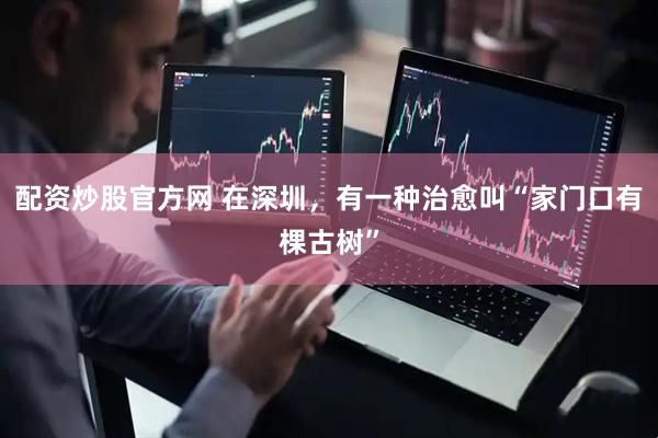 配资炒股官方网 在深圳，有一种治愈叫“家门口有棵古树”